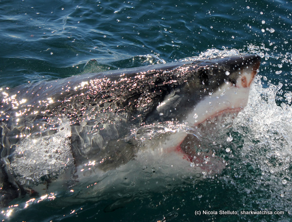 white shark cage diving south africa