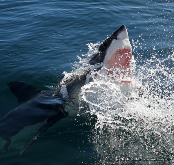 white shark cage diving south africa